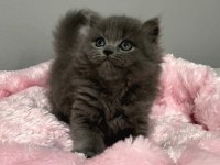 Nadir Tüy Minnoş 75 Günlük Orjinal British Longhair