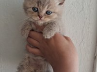 Blue Golden British Longhair Yavrular