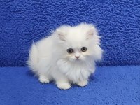 İstanbul içi 7/24 Adrese teslim longhair British ponçik 