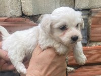 Beyaz Ve Renkli Terrier Bebekler