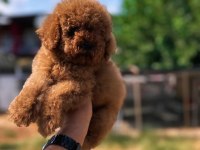 Sağlık Ve Irk Garantili Toy Poodle Yavrularımız