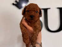 Şecereli mükemmel toy poodle yavrularımız