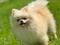 Sağlık ve ırk garantili Pomeranian