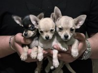 Chihuahua Mini Irk