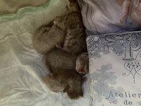 Kedi Sahiplendirme british shorthair