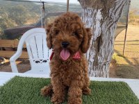 Aşılı poodle köpeğimiz