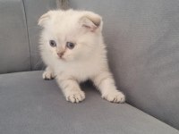 Scottish fold dişi