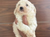 KÖPEKLERDE KALİTE TESADÜF DEĞİLDİR