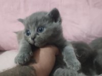 British shorthair yavrular