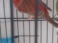 Kırmızı pastel izabel erkek kanarya