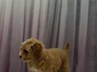 Poodle Ayarında Maltipoo 