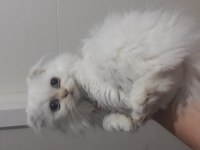 İran kedisi 2,5 aylık