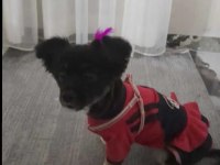9 aylık papilon cinsi pomeranian boo