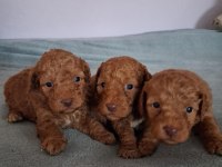 Toy Poodle Yavruları
