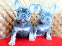 COMPACT LİLAC AND TAN QUAD FRENCH BULLDOG YAVRULAR İZMİR