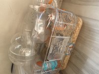 Hamster Kafesi Ve Minik Yavru