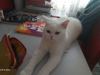 Baba adayı arıyorum british shorthair