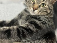 TEKİR KEDİMİZE ACİL YUVA ARIYORUZ