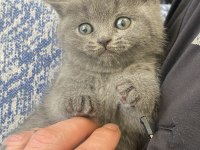 British Shorthair Blue Bebek