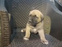 ANADOLU ÇOBAN KÖPEĞİ YAVRULARI