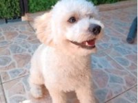 9 aylık maltipoo oyuncu yavrum yeni yuvasını arıyor