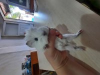 Peruvan ginepig yavrularımız