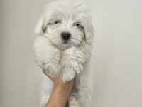 Maltese terrier o numara