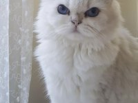 British Longhair Dişi Yetişkin Kedimiz Sahiplendirilecektir