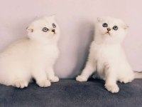 Scottish fold Yeni yuvalarını arıyor