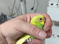 Merhaba yeme düşmüş ele alıştırmaya hazır kuşlar