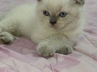 Safkan british shorthair son iki yavrumuz
