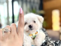 Büyümeyen boy 2 kg garantili kore maltese köpekler