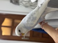 Pamuk Ele Alışık Muhabbet Kuşu
