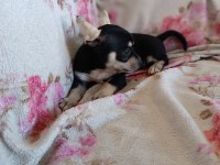 Dişi chihuahua