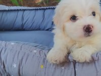 Maltes terrier