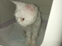 Sokata buldu ama şu an gayet iyi durumda tatlı bir kedi