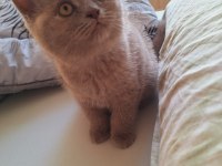 British shorthair lilac yavrumuz