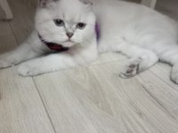 Maviş Gözlü Pamuk Kedimizi Sahiplendirmek İstiyoruz