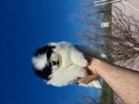 Yok denilecek kadar az panda pomeranian yavrular
