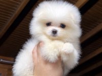 Pomeranian Boo