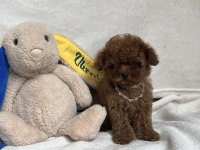 TEACUP 2 KARMA AŞILI POODLE