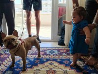 French bulldog köpeğimize bir bakın derim