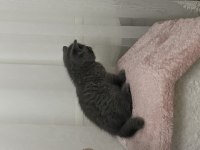 55 günlük british shorthair