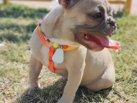 EFSANE ANATOMİ FRENCH BULLDOG