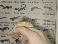 Yavru Crested Gecko
