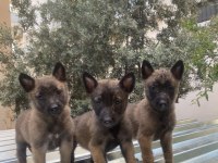 Belçika malinois kurdu yavrularımız