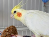 11 Aylık Dişi Lutino Sultan Papağanı