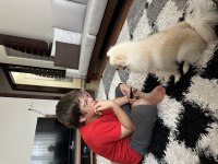 1.5 YAŞINDA EĞİTİMLİ POMERANİAN KIZIMIZ