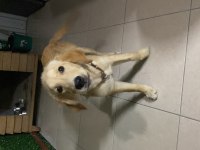 Golden retriever dişi aşıları tam