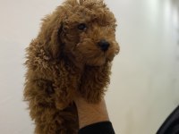 Erkek Dişi Toy Poodle Yavrular